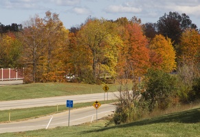 314-9049 Foliage.jpg